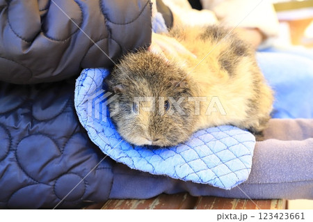 板橋区立こども動物園(東板橋公園内) ふれあえるモルモット 板橋区立こども動物園(東板橋公園内) ふれあえるモルモット 123423661