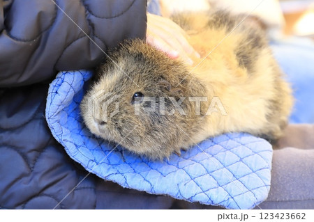 板橋区立こども動物園（東板橋公園内）　ふれあえるモルモット 123423662