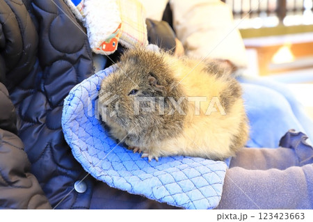 板橋区立こども動物園（東板橋公園内）　ふれあえるモルモット 123423663