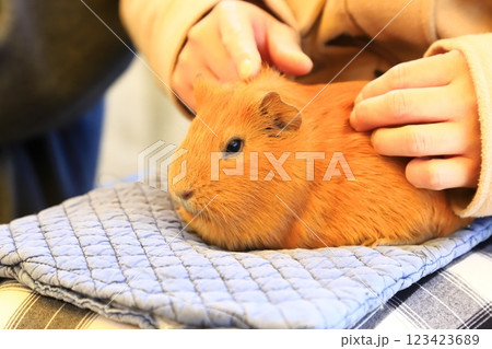 板橋区立こども動物園(東板橋公園内) ふれあえるモルモット 板橋区立こども動物園(東板橋公園内) ふれあえるモルモット 123423689