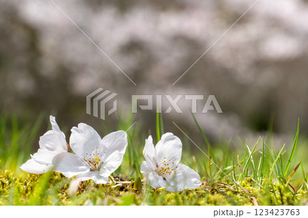 【コピースペース】地面に落ちた美しい桜の花びら 【コピースペース】地面に落ちた美しい桜の花びら 123423763