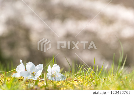 【コピースペース】地面に落ちた桜の花びら 123423765