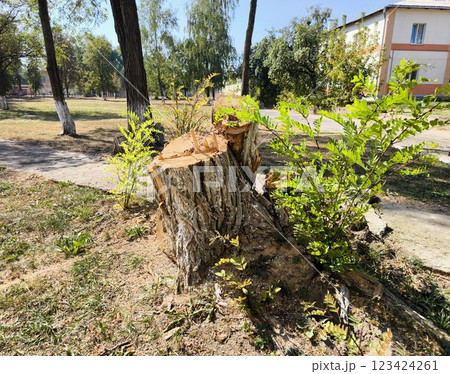 Freshly cut tree . The image showcases the aftermath of tree cutting, with young plants sprouting from the stump, symbolizing regrowth. tree cut, tree stump 123424261