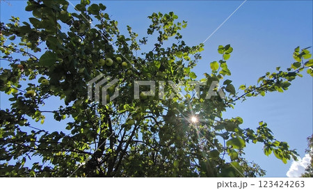 An apple tree with green apples, the wind sways the green leaves of the apple tree, a ray of sunshine between the leaves in summer. green apples on a tree foliage rays of the sun 123424263