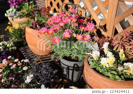 春の花の寄せ植え＆寄せ鉢 123424411
