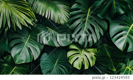 Aerial View of a Lush Protected Rainforest with Vibrant Green Foliage and Tropical Elements 123424593