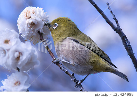 梅の木に止まるメジロ 梅の木に止まるメジロ 123424989