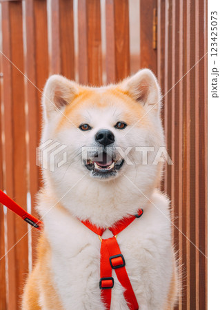 お座りしてこちらを見ている秋田犬 123425073