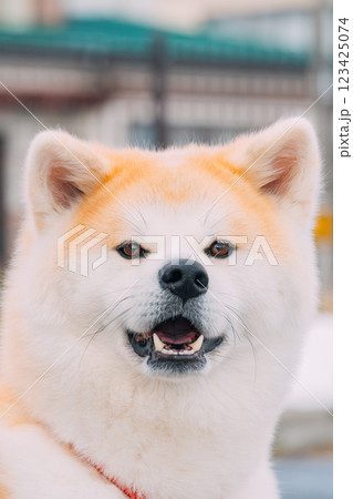 こちらを見ている秋田犬 こちらを見ている秋田犬 123425074