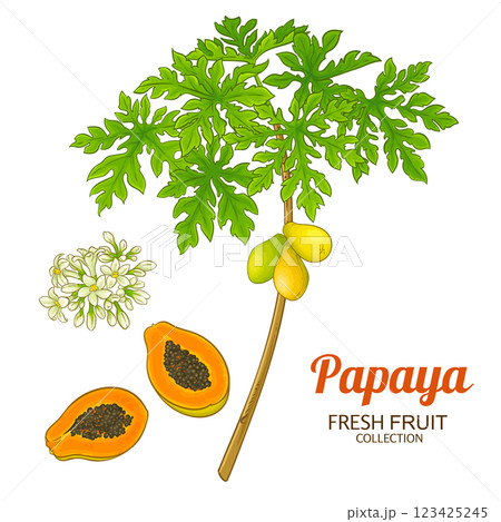 Papaya Plant Colored Detailed Illustration Papaya Plant Colored Detailed Illustration 123425245
