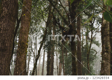 travel and people activity concept with hiking in tropical forest on mountain 123426554