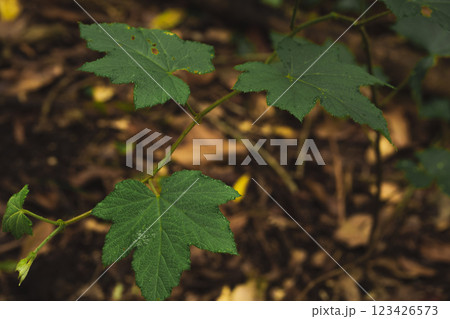 travel and people activity concept with hiking in tropical forest on mountain travel and people activity concept with hiking in tropical forest on mountain 123426573