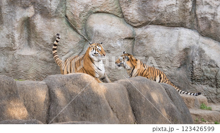 驚くトラの母 123426599