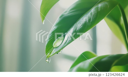 Close up of a glistening water droplet forming at the tip of a lush green leaf, capturing the moment before it falls, illuminated by soft, natural light filtering through a nearby window 123426624