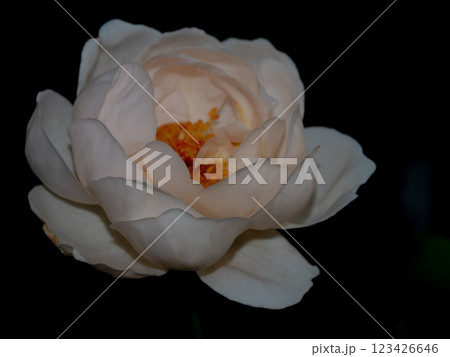 Shape and colors of roses that bloom in the garden 123426646