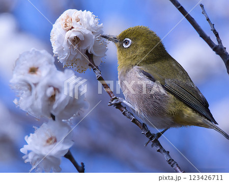 梅の花の蜜を吸うメジロ 123426711
