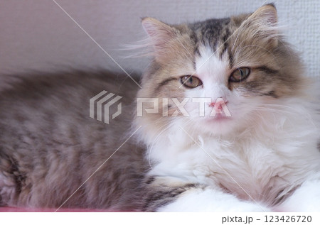 見つめるノルウェージャンフォレストキャットの子猫 見つめるノルウェージャンフォレストキャットの子猫 123426720