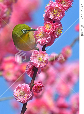 満開の紅梅にメジロさん ( 躍動イメージ )( 小春日和イメージ ) 満開の紅梅にメジロさん ( 躍動イメージ )( 小春日和イメージ ) 123426957