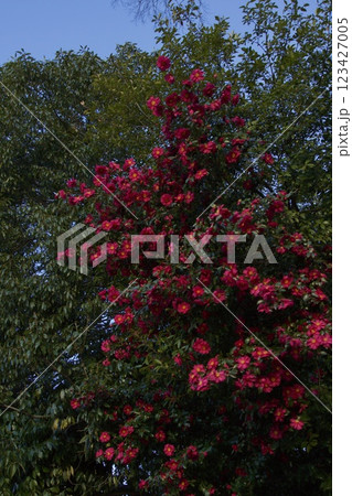 倉敷の風景　椿の花　鶴形　鶴形山　 123427005