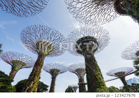 Low-angle view of the Supertree Grove at Gardens by the Bay in Singapore, there is an exhilarating light and musical show at night. 123427676