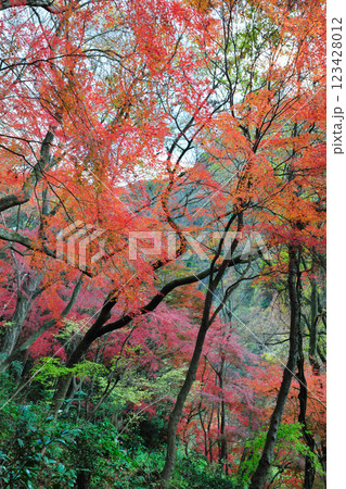 愛岐トンネル群の紅葉 愛岐トンネル群の紅葉 123428012