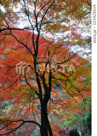 愛岐トンネル群の紅葉 愛岐トンネル群の紅葉 123428019
