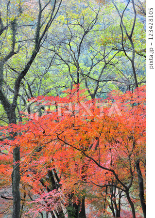 愛岐トンネル群の紅葉 123428105