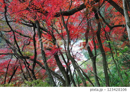 愛岐トンネル群の紅葉 123428106