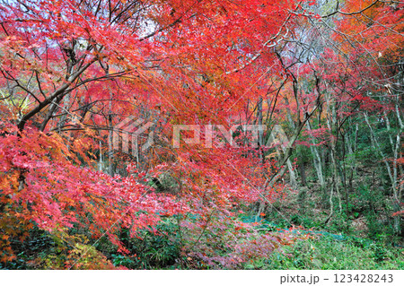 愛岐トンネル群の紅葉 123428243