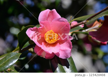 ツバキ(近江衣) ツバキ(近江衣) 123428408