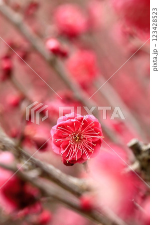 早春の梅 123428523