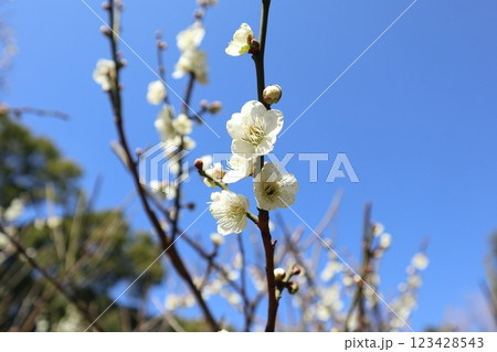 平和の森公園 梅 平和の森公園 梅 123428543