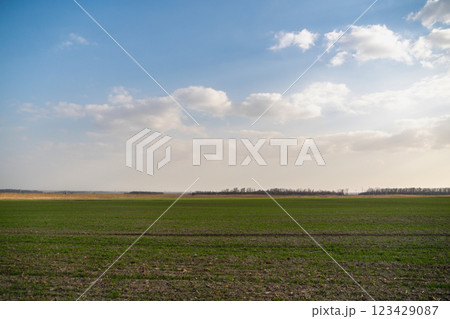 Agricultural field with young green wheat 123429087