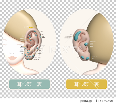 Plump illustrations of effective acupressure points on the front and back of the ear Plump illustrations of effective acupressure points on the front and back of the ear 123429256