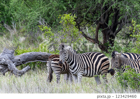 Three african zebras walks among green trees and bushes in savannah. Safari in Kruger National Park, South Africa. Animals wildlife background, wild nature. Burchells Zebra, Equus burchelli  Three african zebras walks among green trees and bushes in savannah. Safari in Kruger National Park, South Africa. Animals wildlife background, wild nature. Burchells Zebra, Equus burchelli  123429460