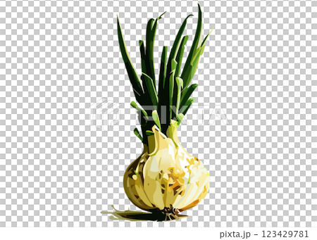 發芽洋蔥的逼真插圖（AI 生成的透明 PNG） 123429781