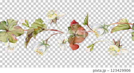 Early spring flowers in dry leaves, white forest cloudberry anemone primrose ephemera, hand drawn in watercolor. Seamless banner garland isolated illustration, for wedding, florist shop, scrapbooking 123429906