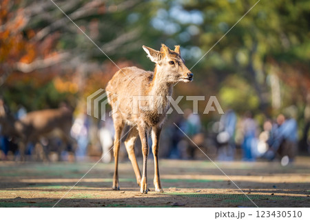 【秋】奈良公園の鹿【紅葉】 123430510