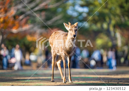 【秋】奈良公園の鹿【紅葉】 123430512