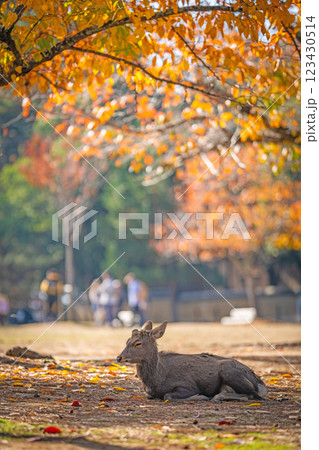 【秋】奈良公園の鹿【紅葉】 【秋】奈良公園の鹿【紅葉】 123430514