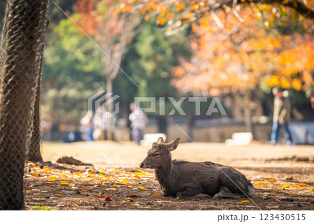 【秋】奈良公園の鹿【紅葉】 123430515