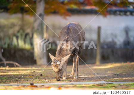 【秋】奈良公園の鹿【紅葉】 123430517