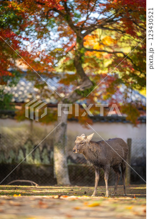 【秋】奈良公園の鹿【紅葉】 123430521