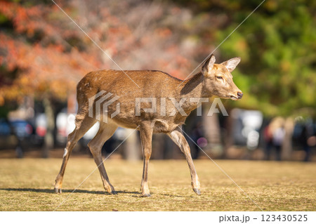【秋】奈良公園の鹿【紅葉】 【秋】奈良公園の鹿【紅葉】 123430525