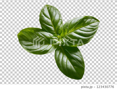 Basil on a transparent background, png image without background 123430776