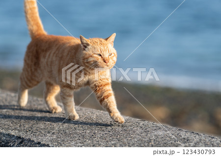 堤防を歩く猫 茶トラ猫 堤防を歩く猫 茶トラ猫 123430793