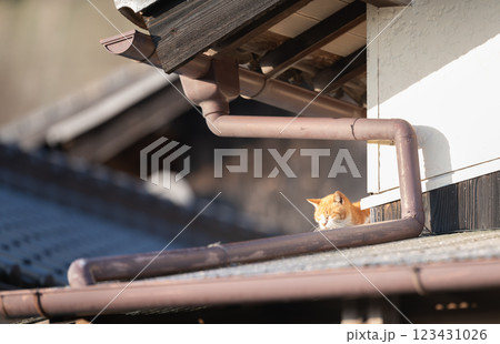 屋根の上でくつろぐ猫 123431026