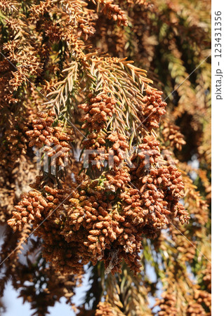 スギ花粉 花粉症 123431356