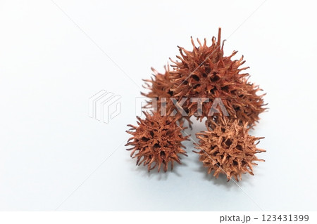 モミジバフウの実、茶色の宝石 モミジバフウの実、茶色の宝石 123431399