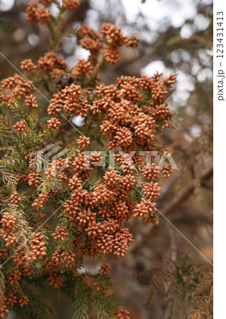 スギ花粉 花粉症 123431413
